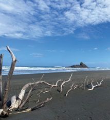 A tree branch on the beach